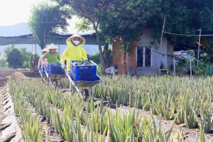 Natural Aloe Vera