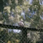 Bird Netting