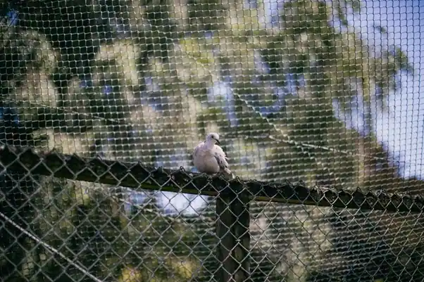 Bird Netting