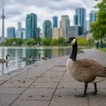 Geese