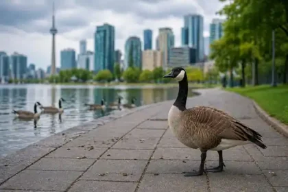 Geese