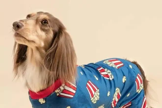 Dachshund clothes