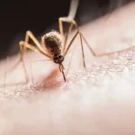 Bug Bites