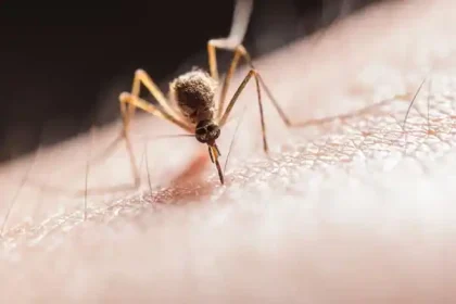 Bug Bites