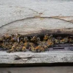 bee nest removal