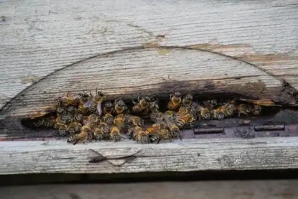 bee nest removal