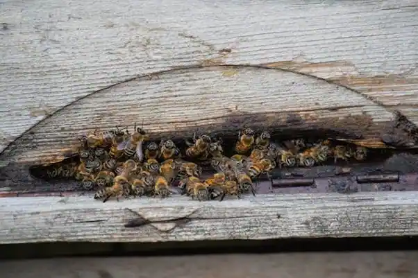 bee nest removal
