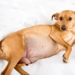 dog pregnancy check