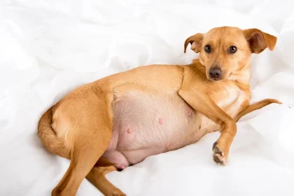 dog pregnancy check