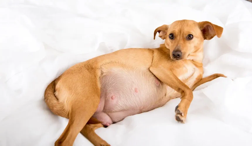 dog pregnancy check